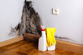 Best Basement Mold Removal  in Wmington, IL